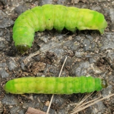 Phlogophora meticulosa