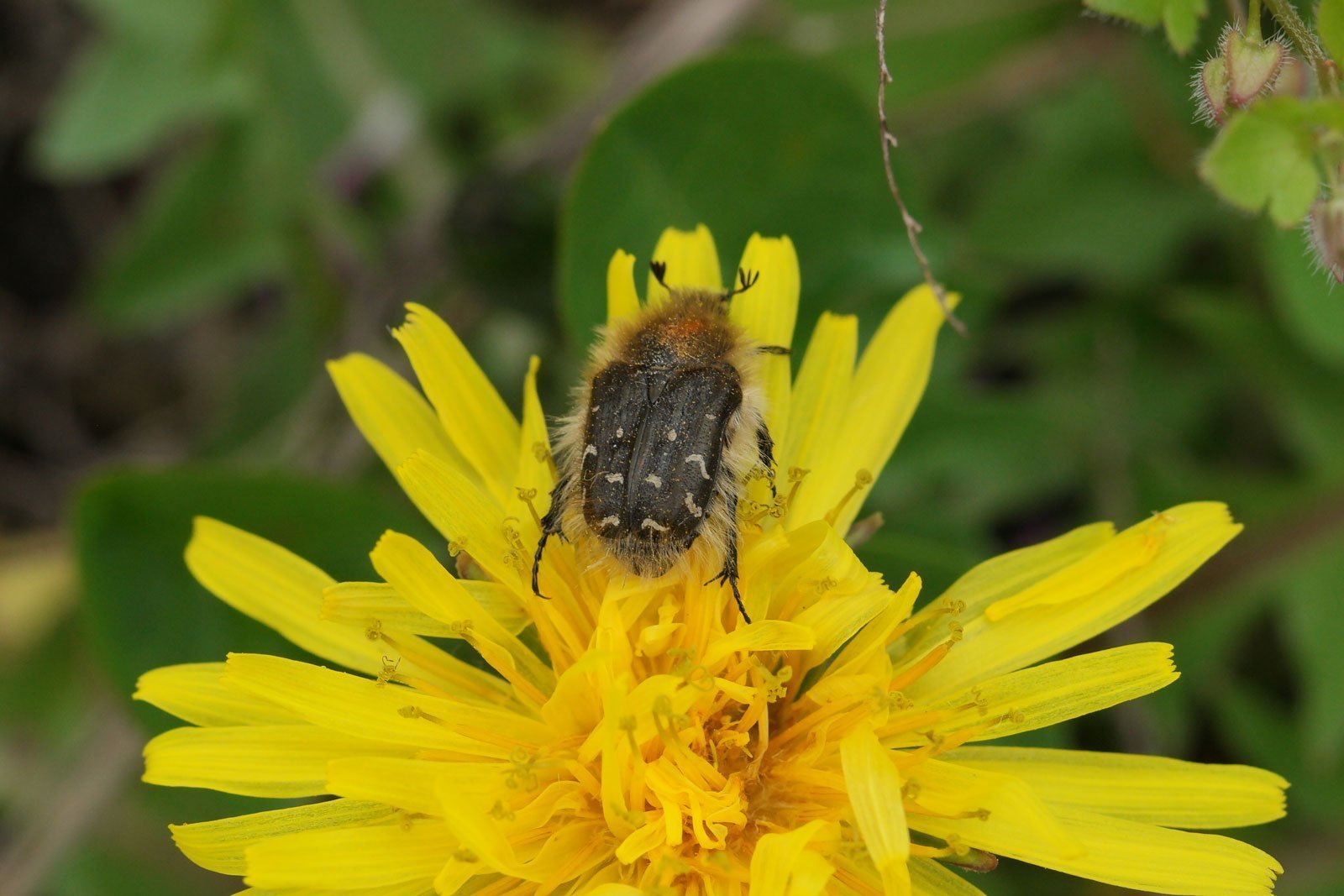 Tropinota hirta