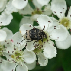 Valgus hemipterus ♂