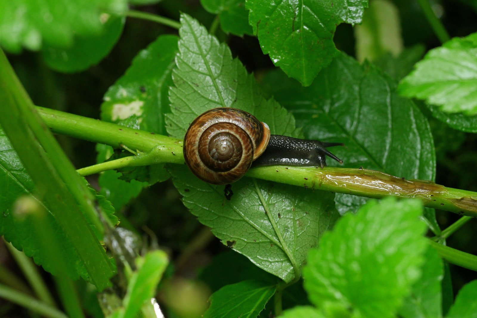 Hélice des bois