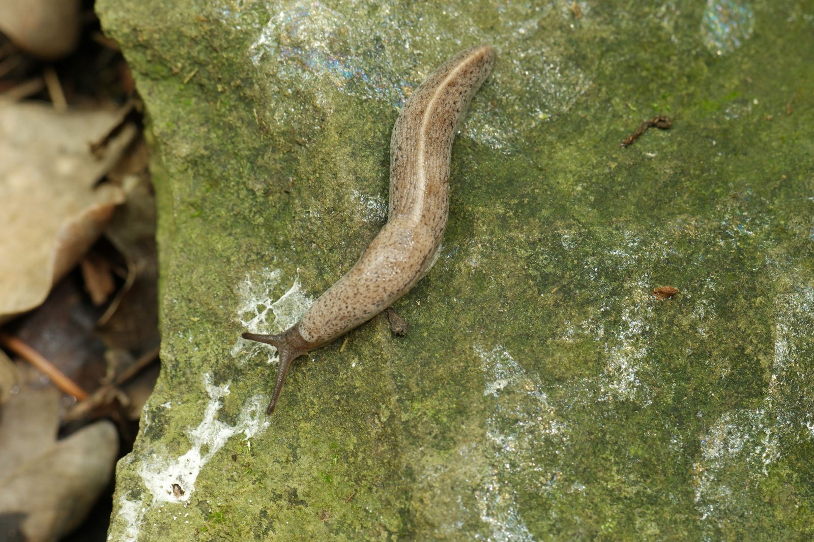 Tandonia rustica