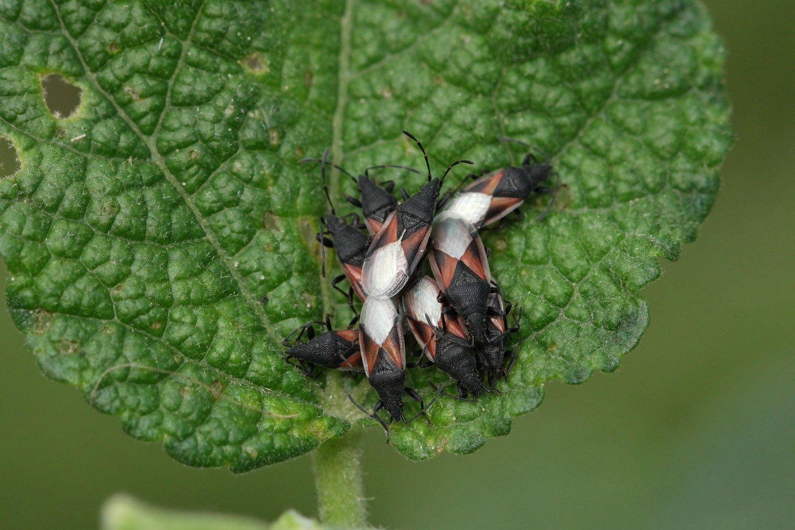 Oxycarenus lavaterae