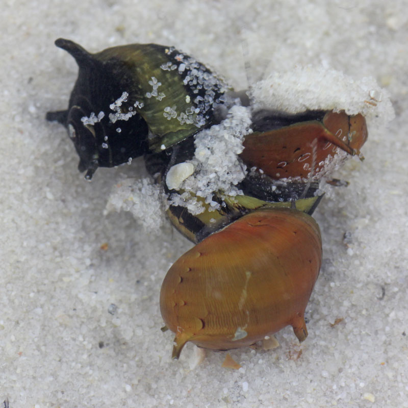 Horned Nerite Snails
