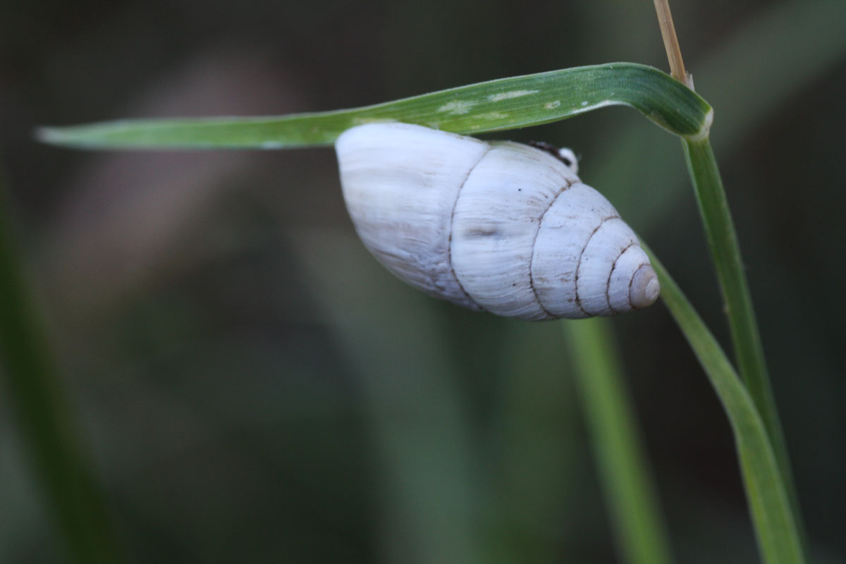 Zebrina detrita