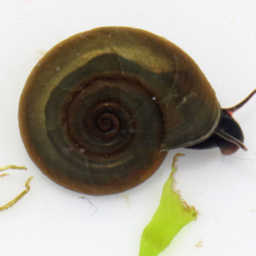 Planorbis planorbis