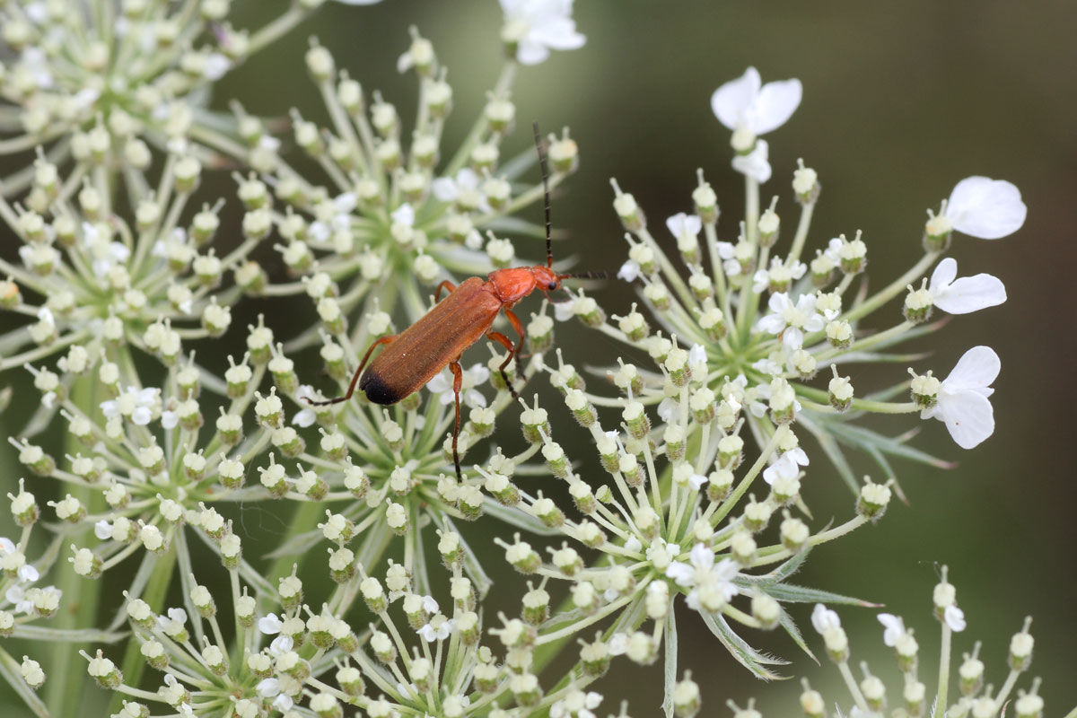 Rhagonycha fulva