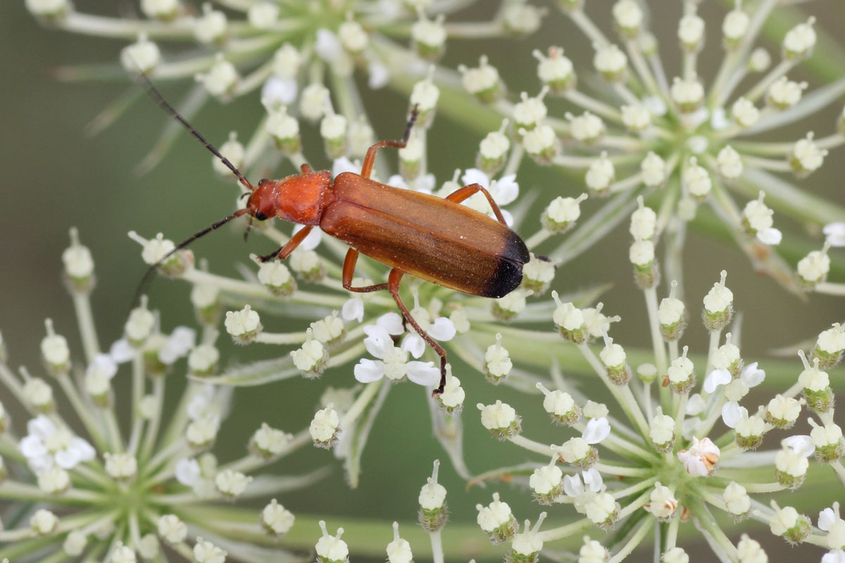 Rhagonycha fulva