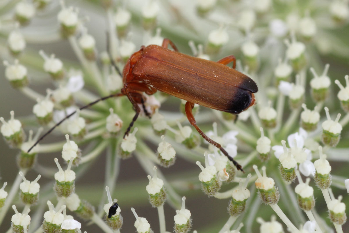 Rhagonycha fulva