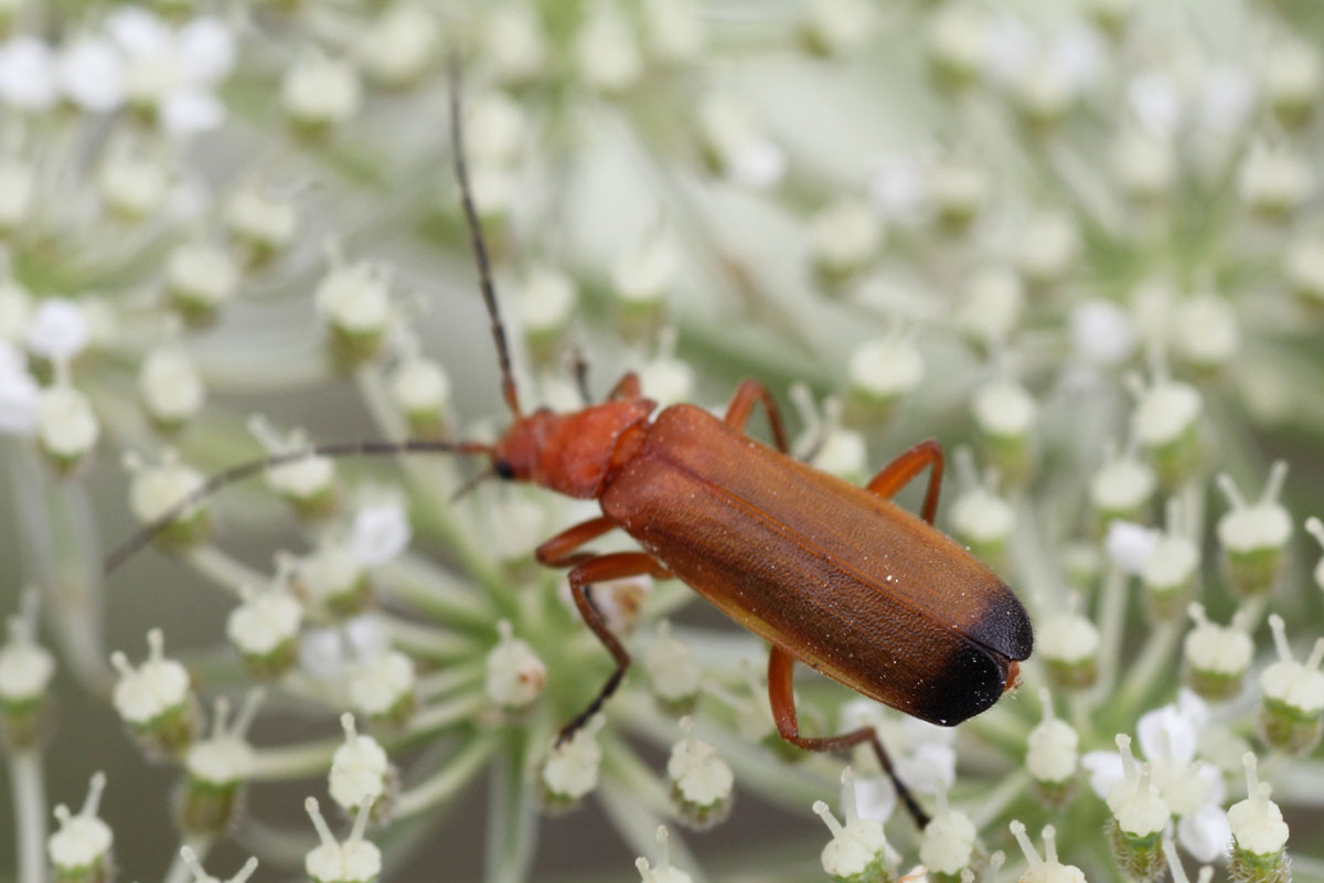 Rhagonycha fulva