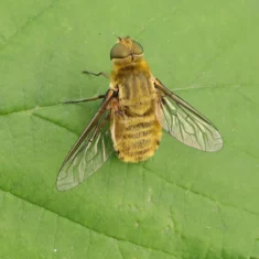 Villa hottentotta Bombyle hottentot