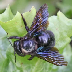 Xylocope Violet Xylocopa violacea
