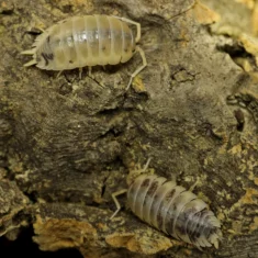Porcellio laevis Panda