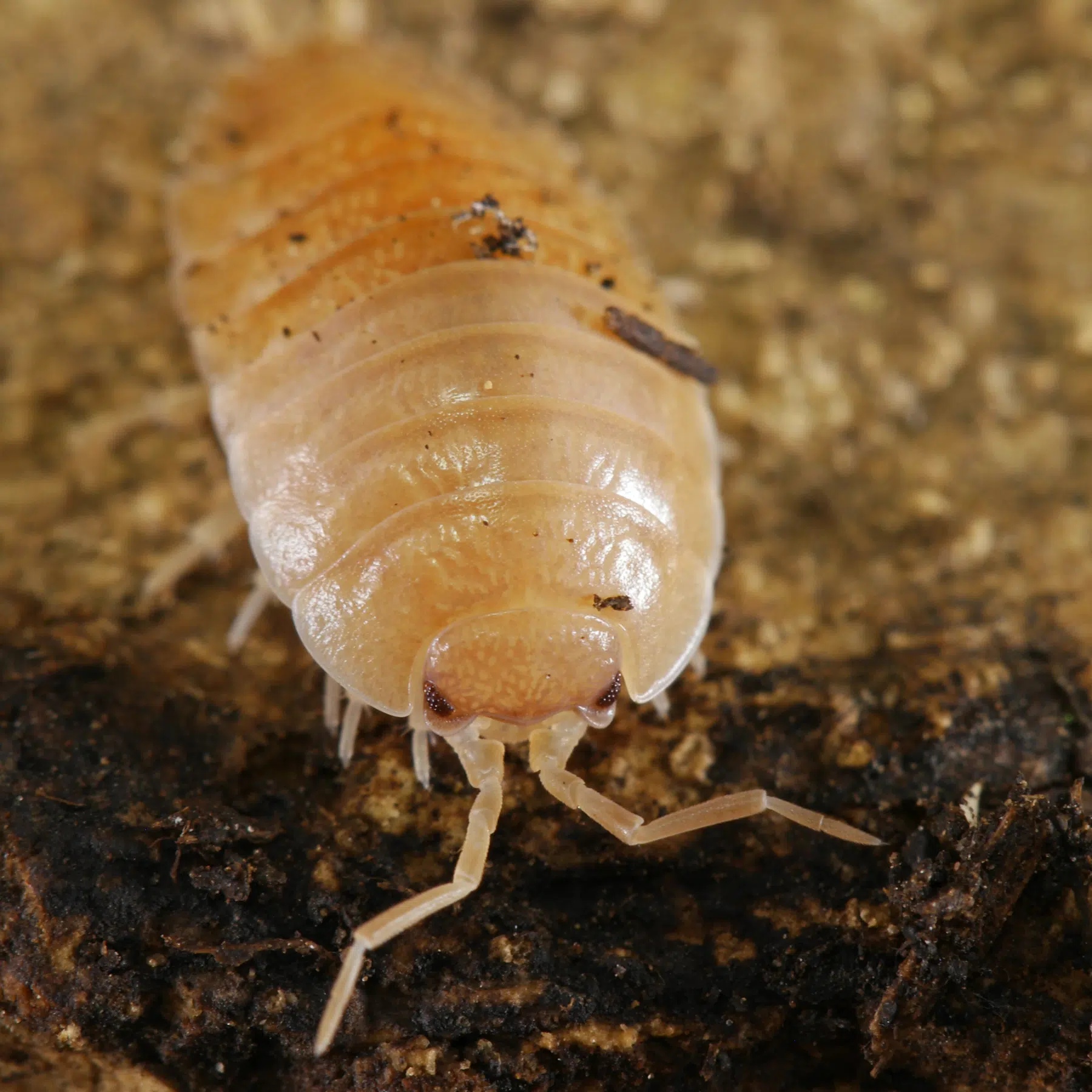 Porcellio scaber Orange