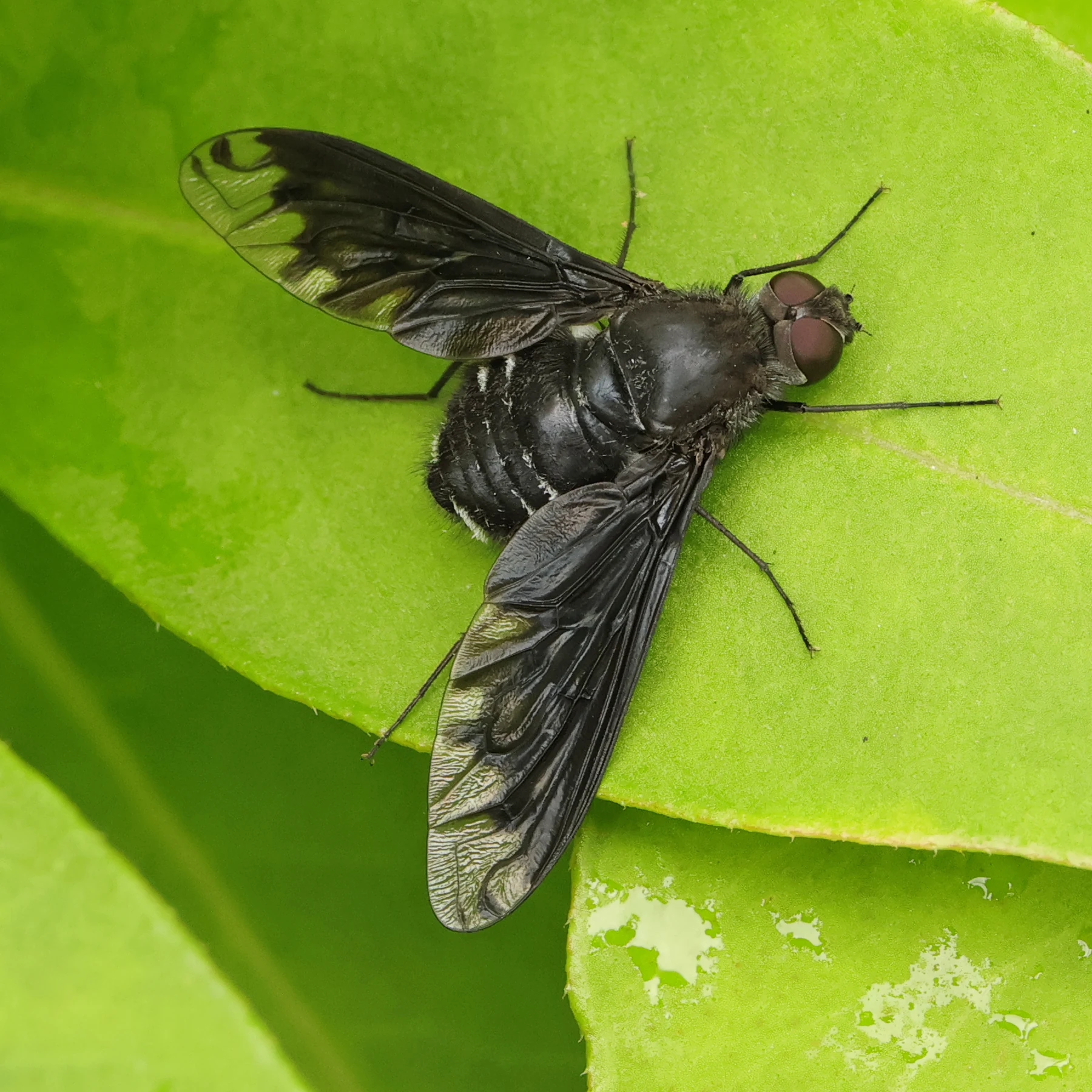 anthracite bee fly