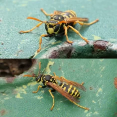 Guêpe poliste Polistes dominula