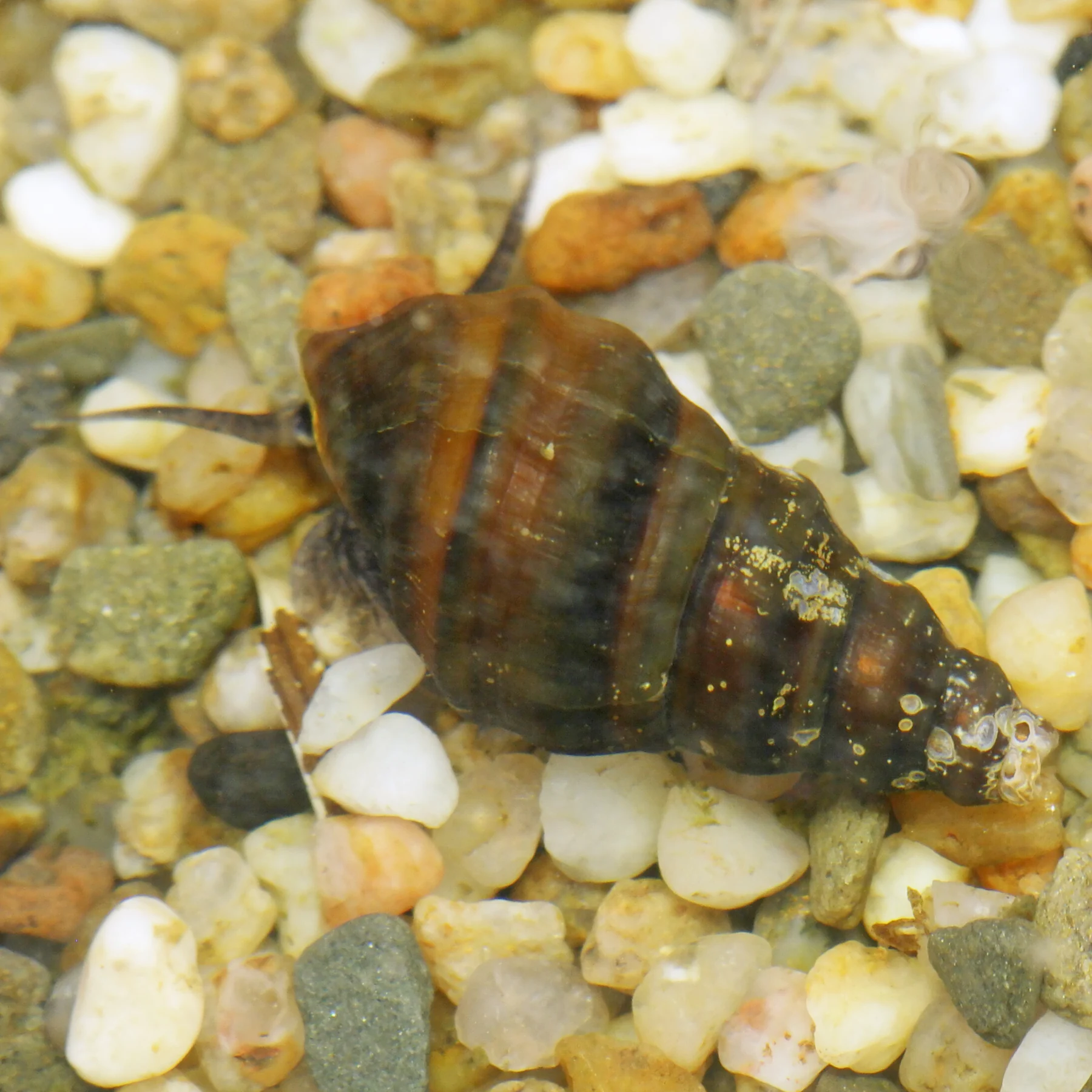 Semisulcospira gottschei mélanoïde coréenne