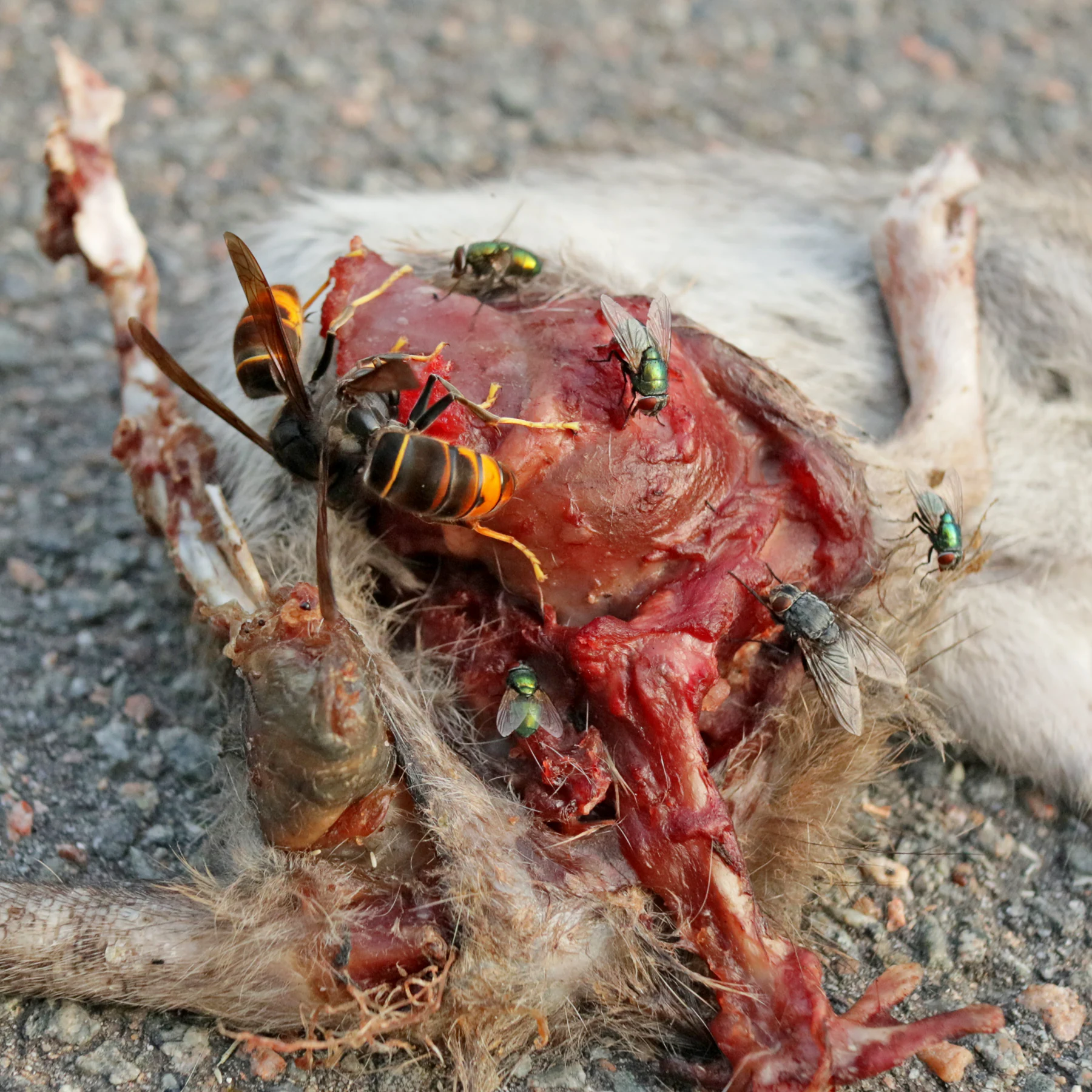 Frelons asiatiques et mouches mangent un rat mort