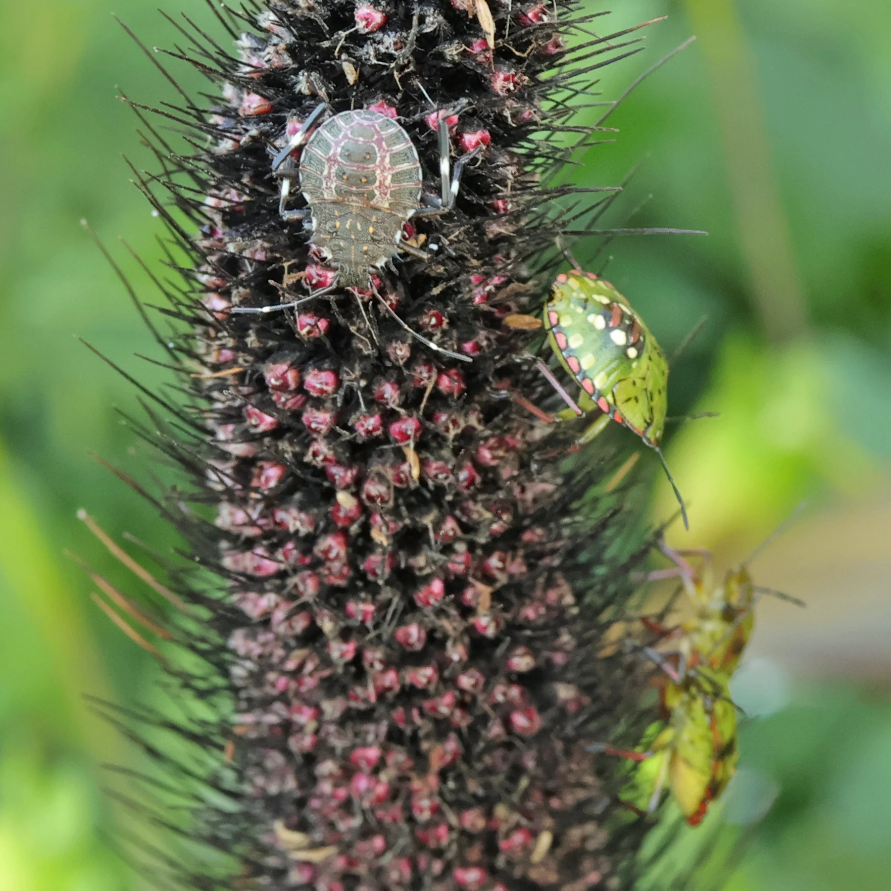 Larve(s) de punaise diabolique et de punaise verte puante sur l'inflorescence d'un millet perlé.
