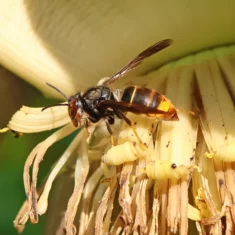 Vespa velutina Frelon asiatique