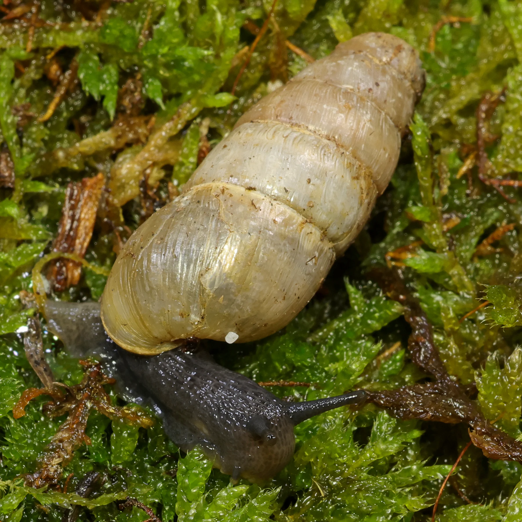 Bulime tronqué Rumina decollata