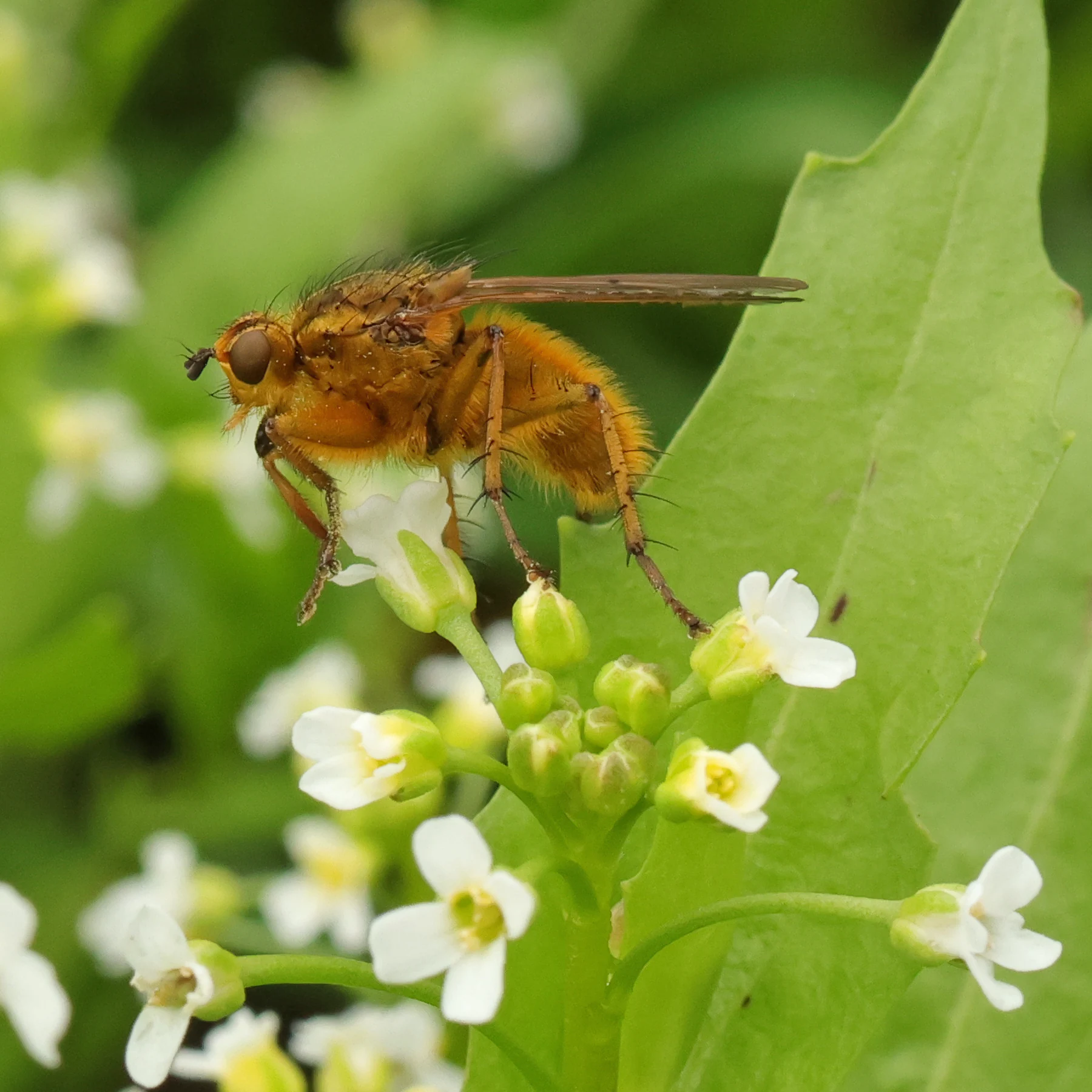 Scatophage du fumier Scathophaga stercoraria
