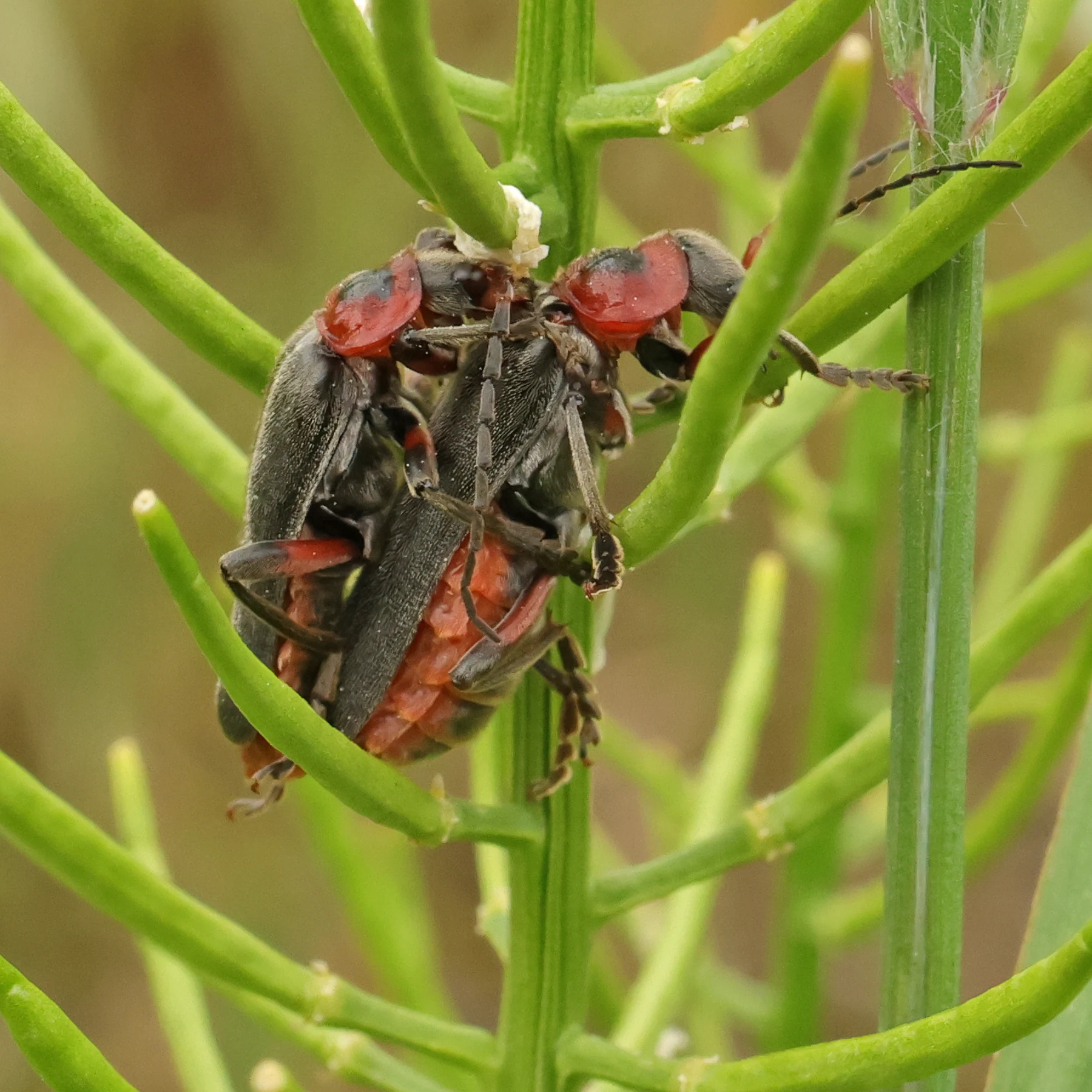 Cantharis rustica accouplement