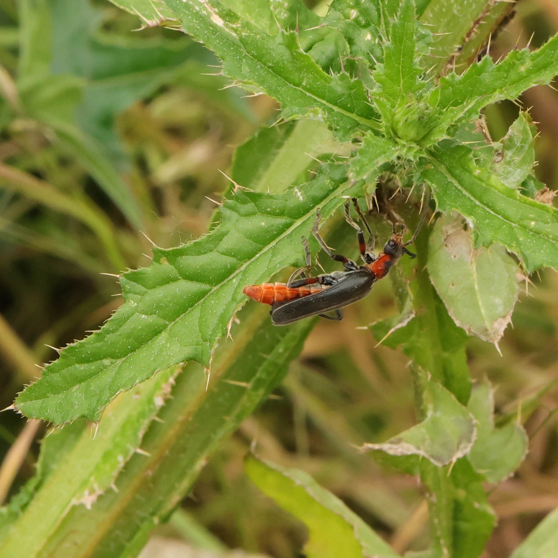 Moin sur Carduus crispus