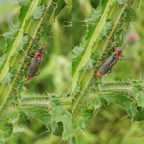 Moine Cantharis rustica