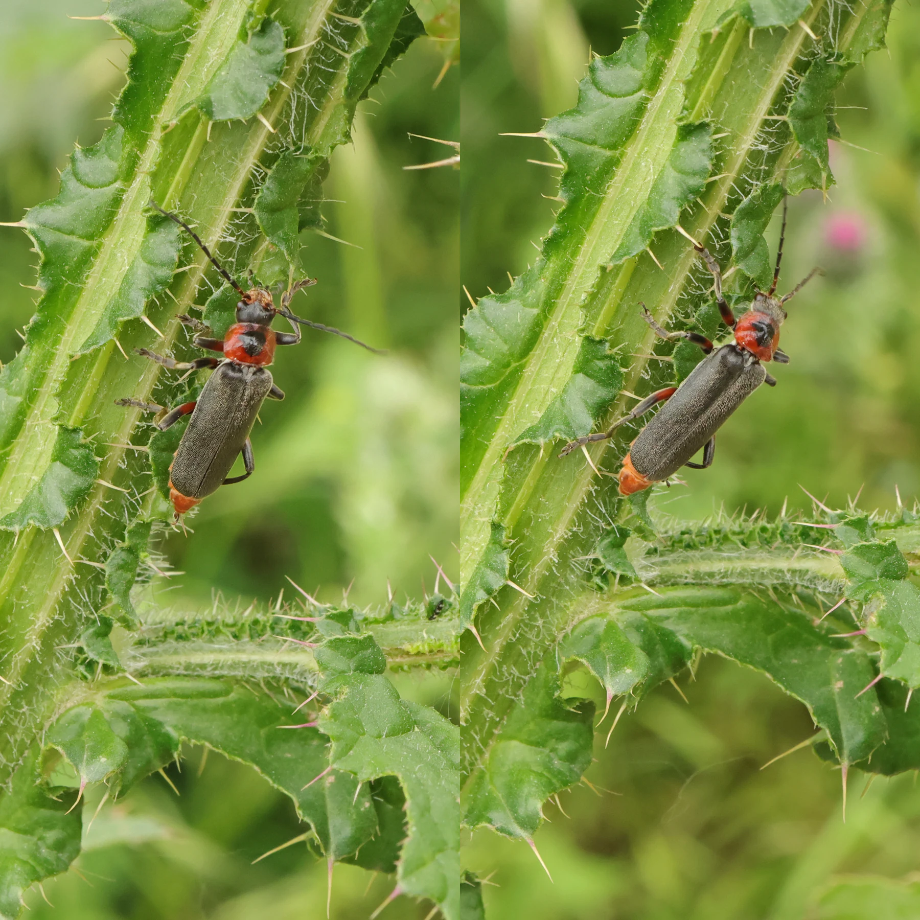 Moine Cantharis rustica