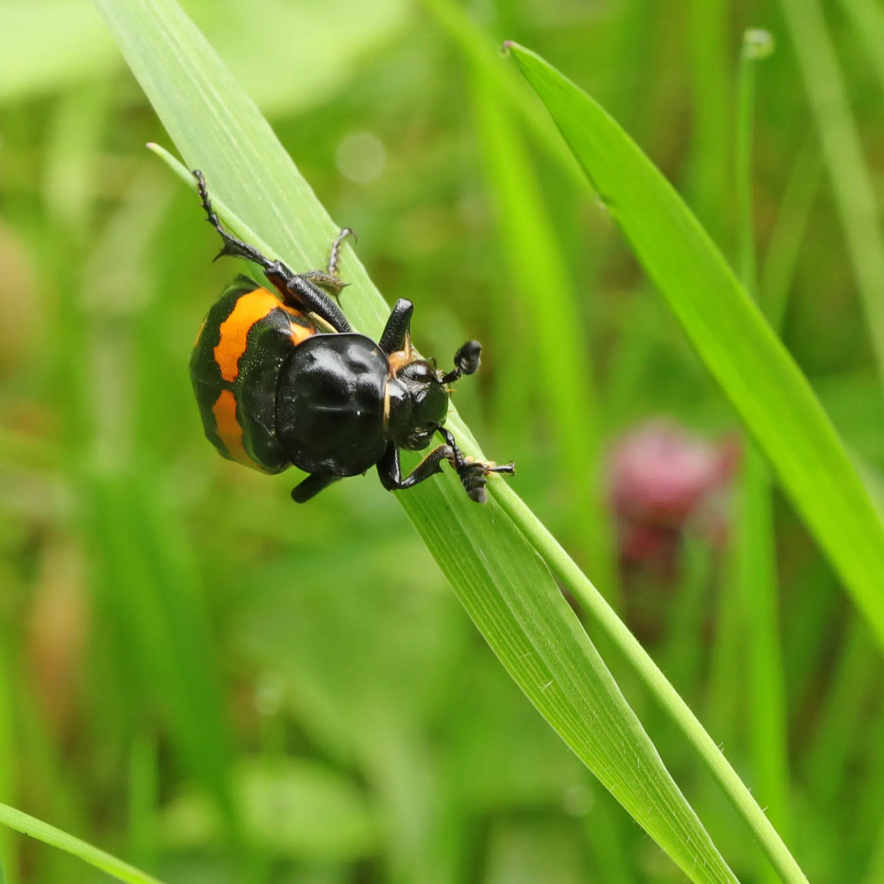 Nécrophore imitateur Nicrophorus vespilloides