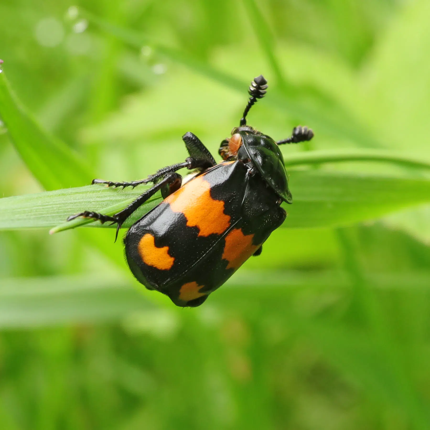 Nécrophore imitateur