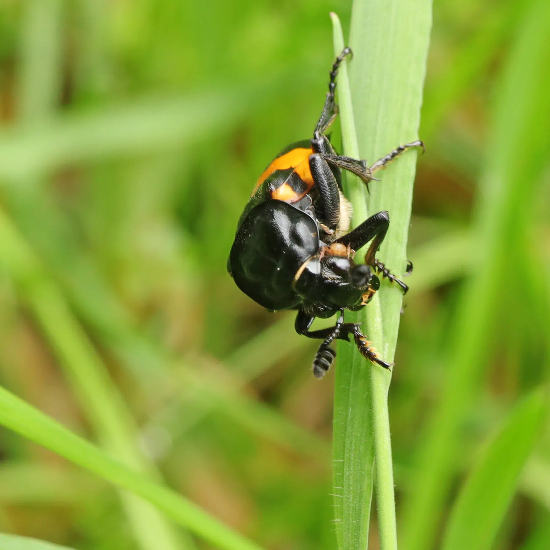 Nicrophorus vespilloides Nécrophore imitateur