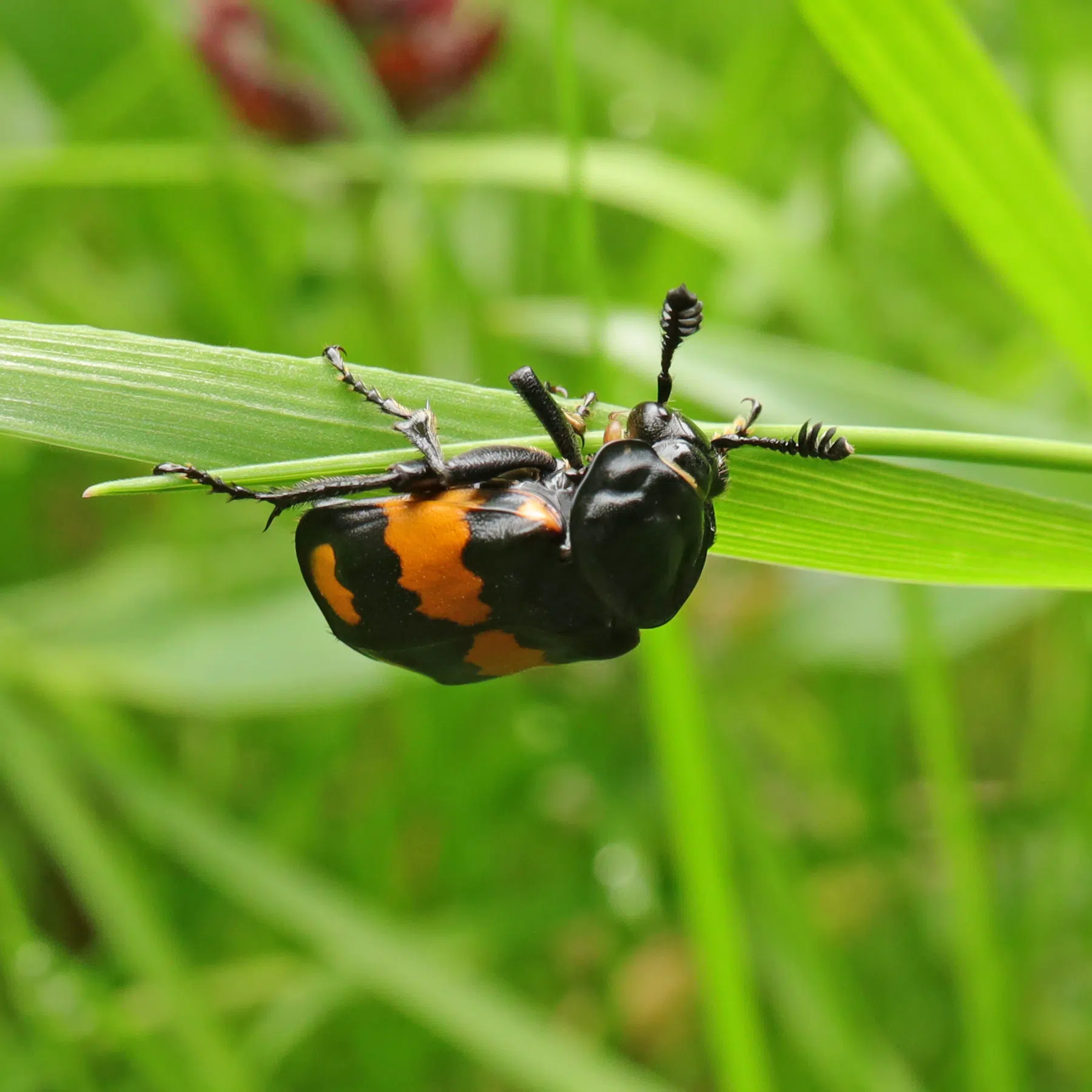Nicrophorus vespilloides