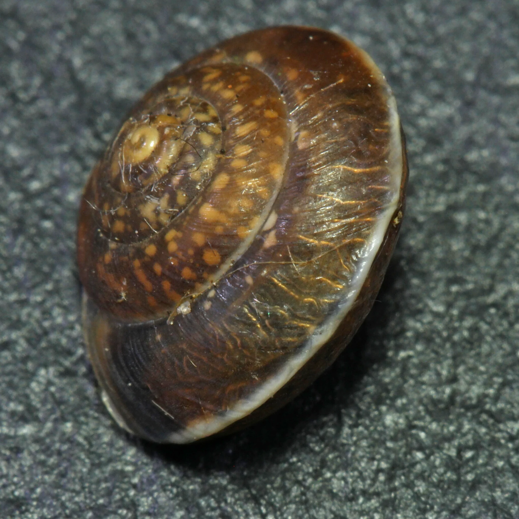Coquille descargot dHélice carénée