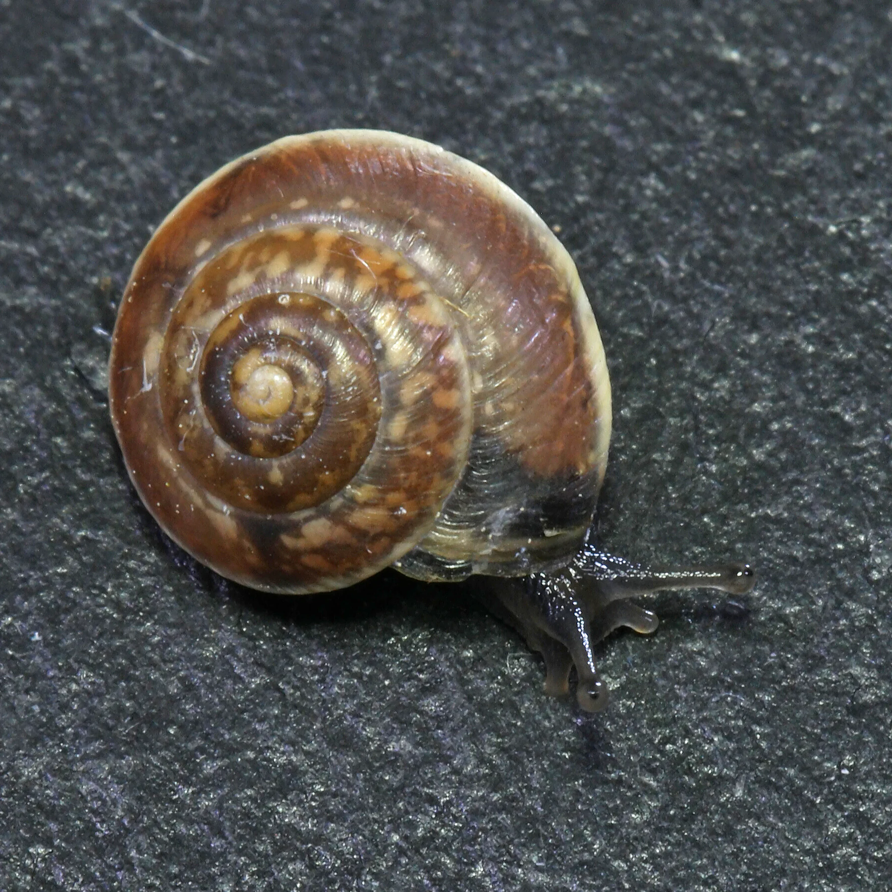 Hélice carénée