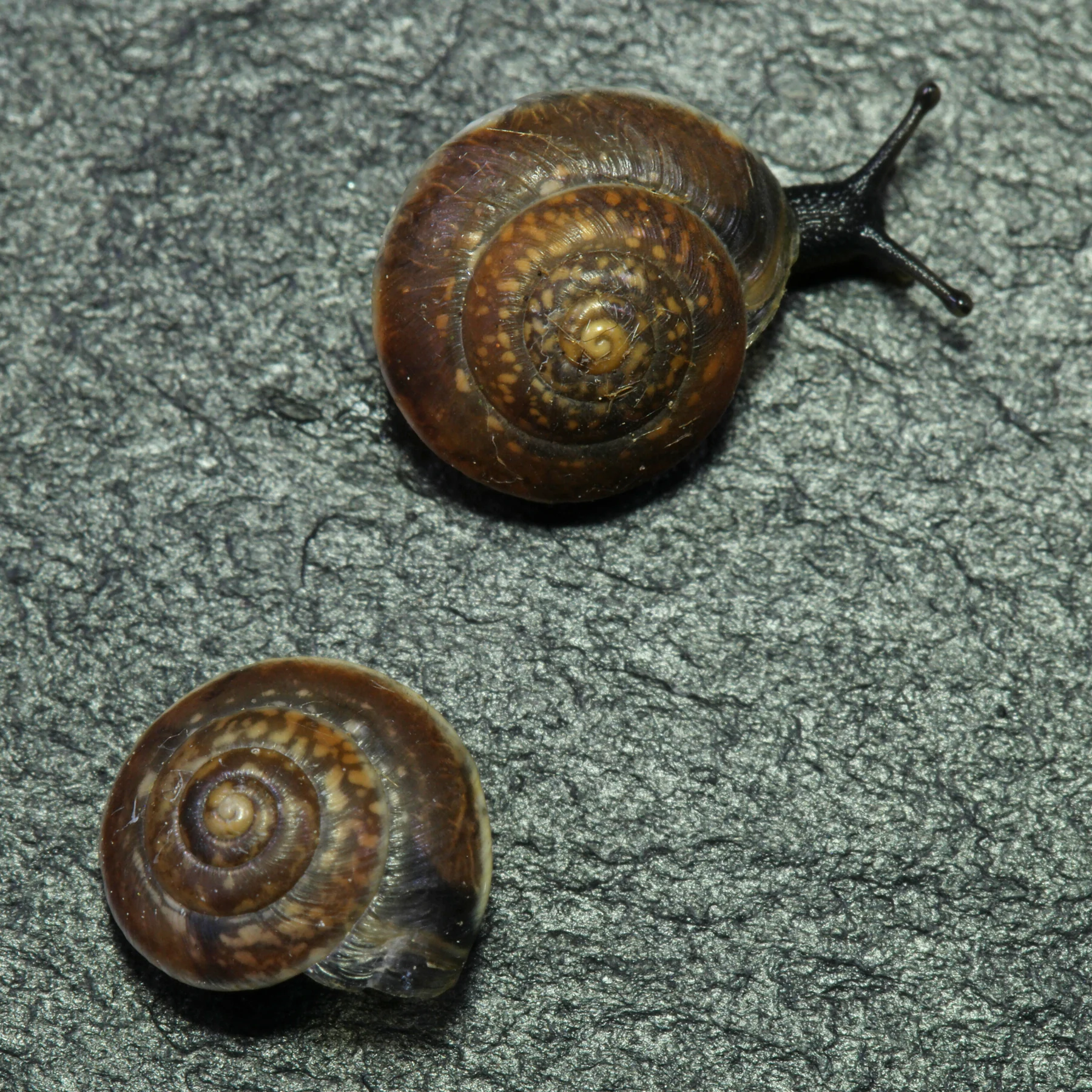 Hygromia cinctella Hélice carénée