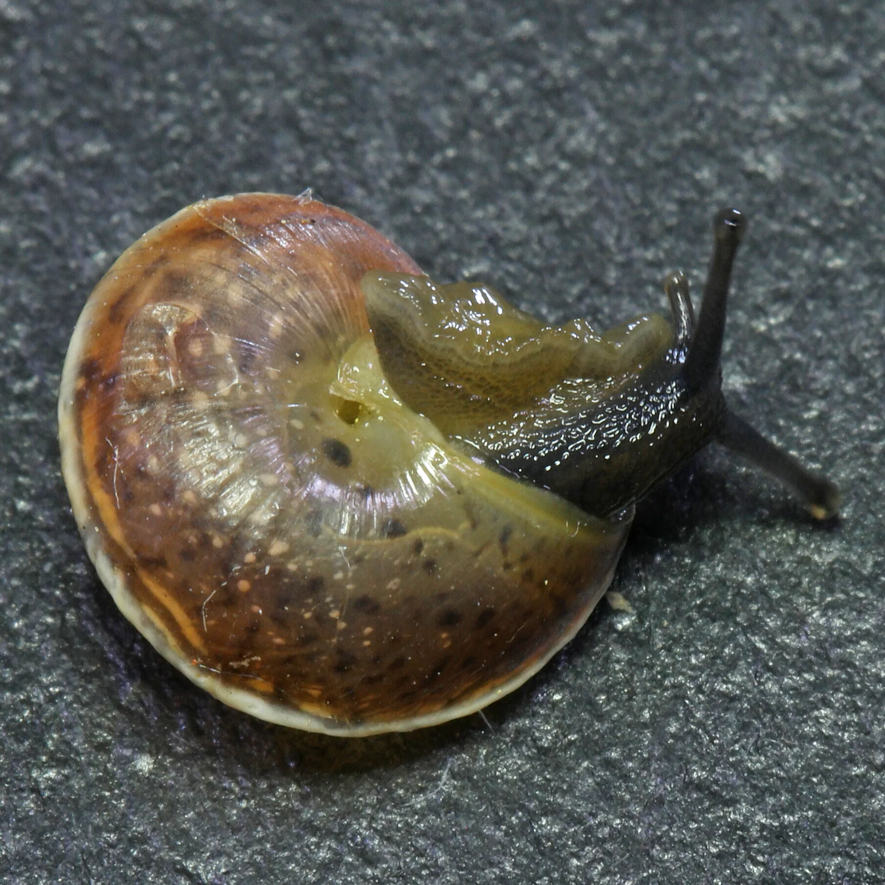 Hygromia cinctella Hélice cinctelle