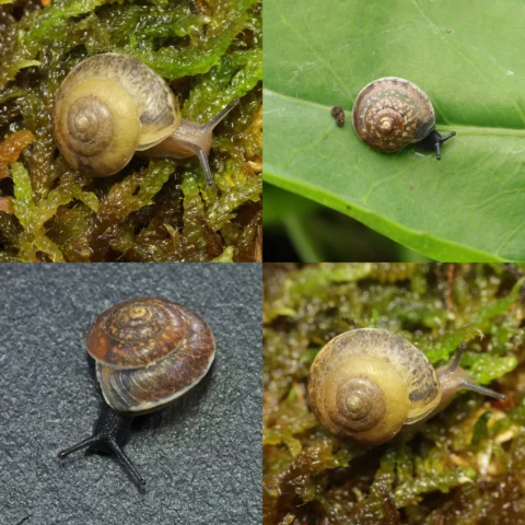 Hélice carénée Hygromia cinctella