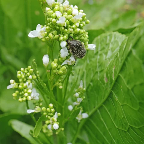 Armoracia rusticana & Oxythyrea funesta