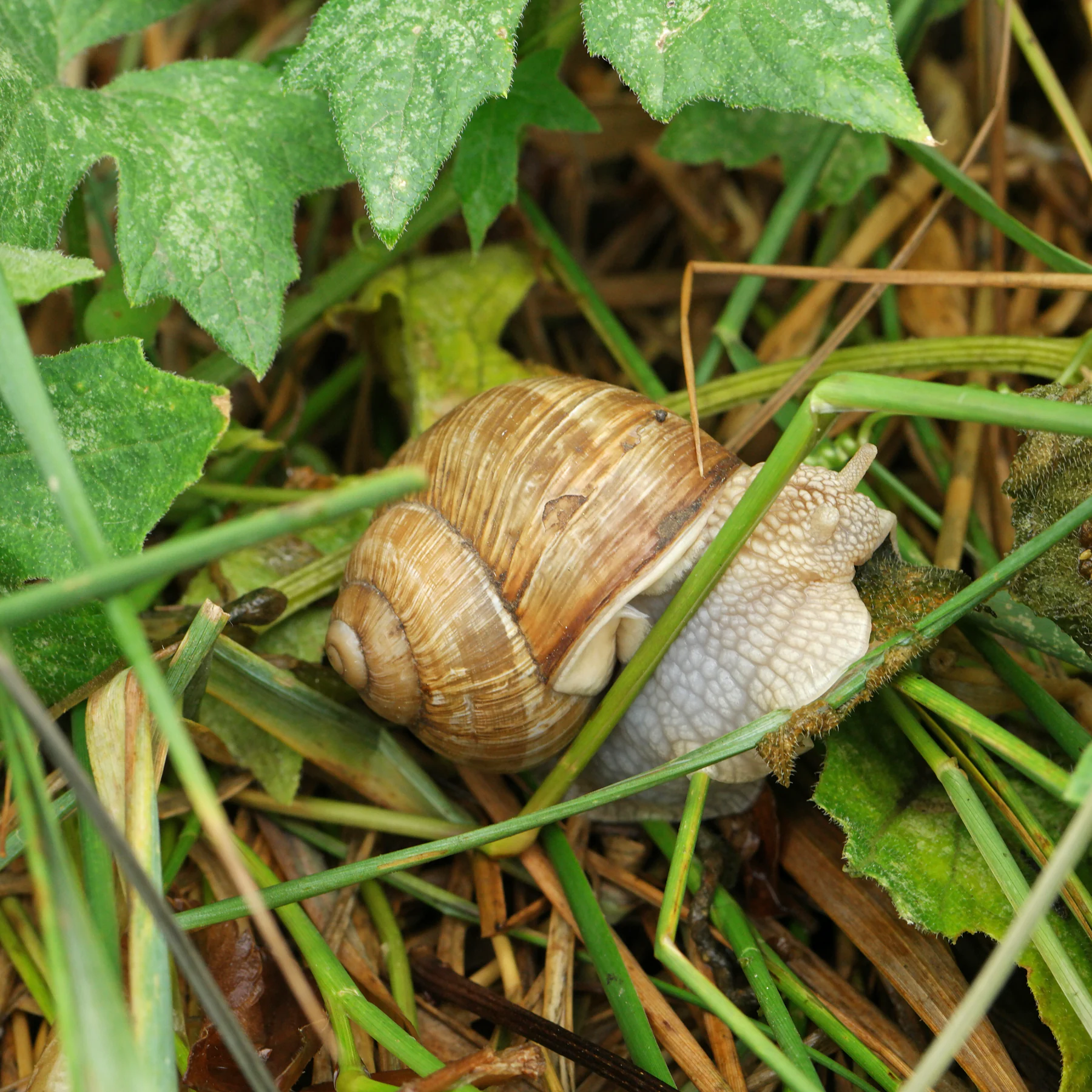Escargot de Bourgogne & bryone dioïque