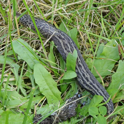 Limace léopard Limax maximus