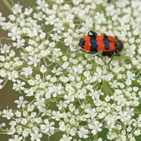 Trichodes apiarius & Daucus carota
