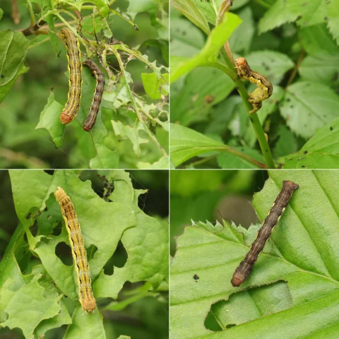 Erannis defoliaria Hibernie défeuillante