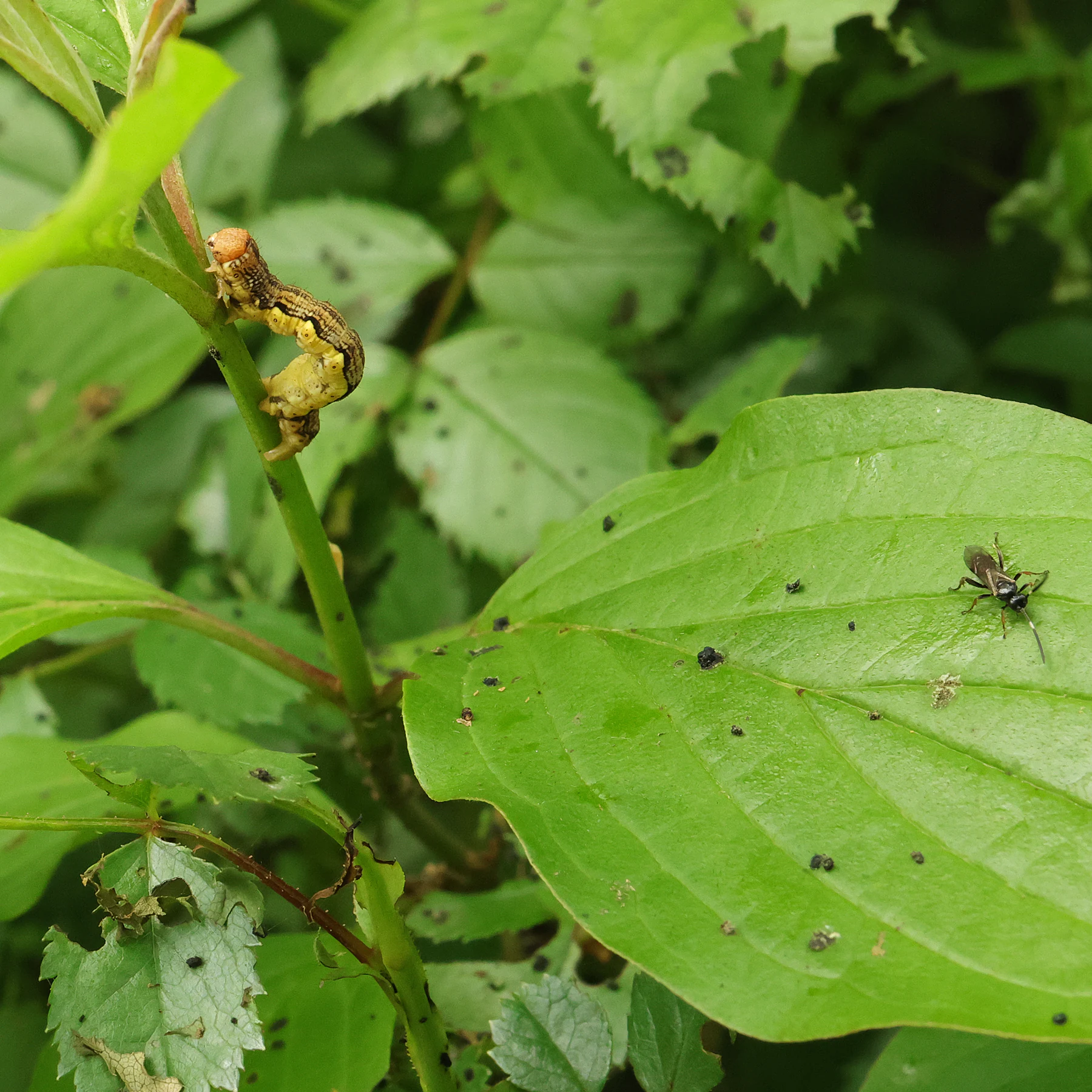 Erannis defoliaria chenille