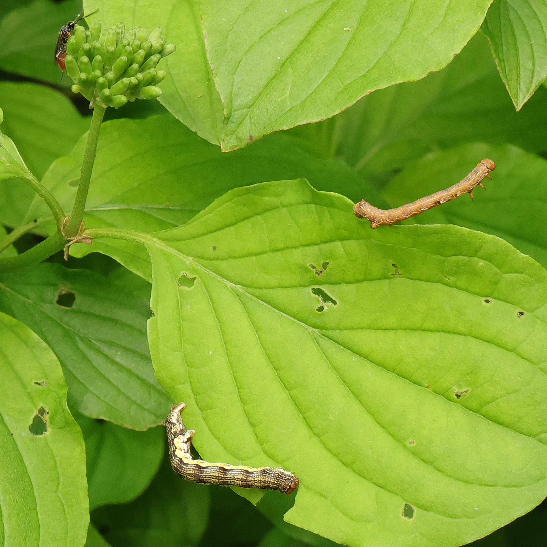Erannis defoliaria chenilles
