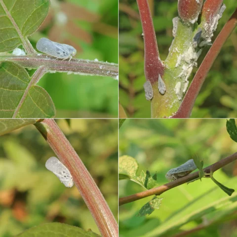 Metcalfa pruinosa citrus Cicadelle blanche