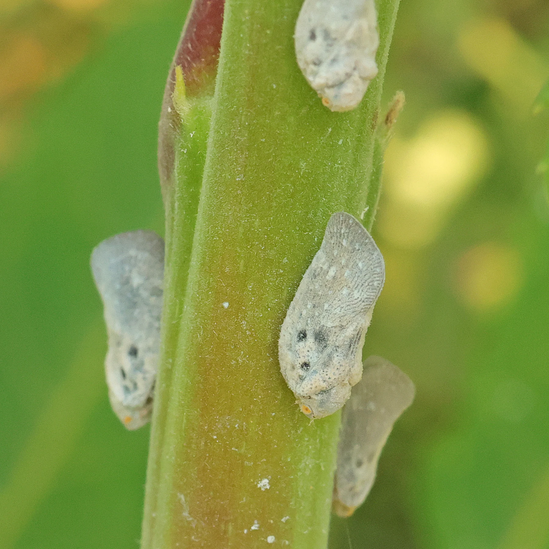 Metcalfa pruinosa