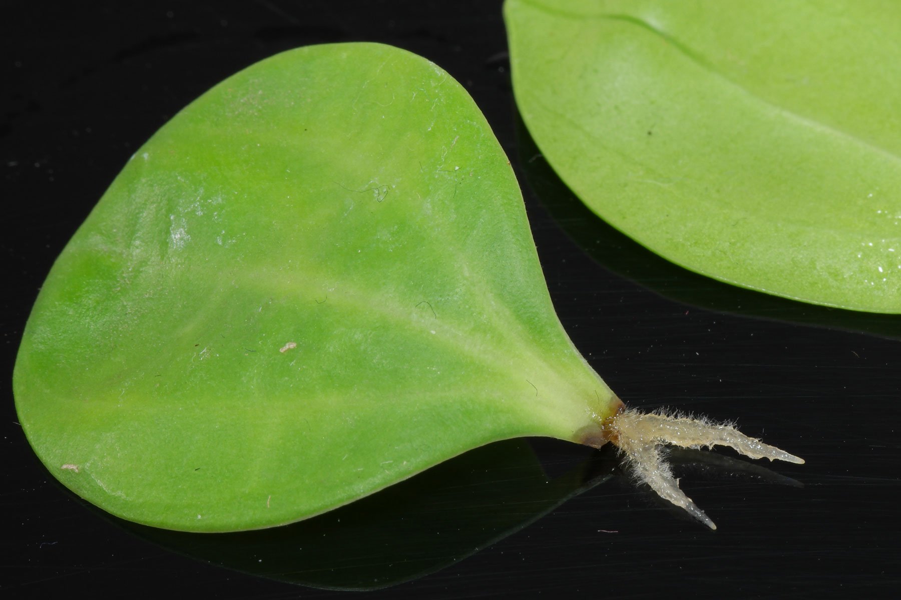 Boutures de feuilles de Peperomia pereskiifolia