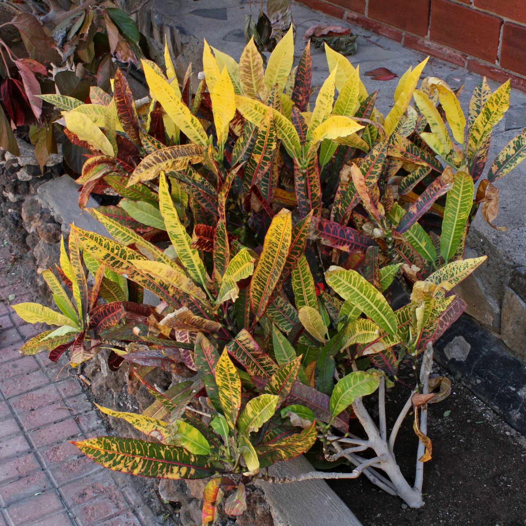 Croton Codiaeum variegatum