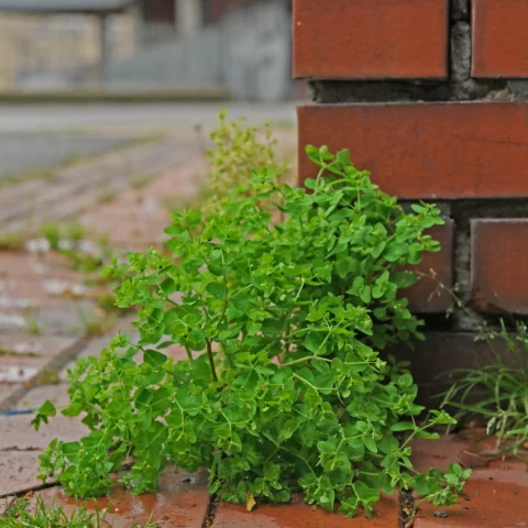 Esule ronde Euphorbia peplus
